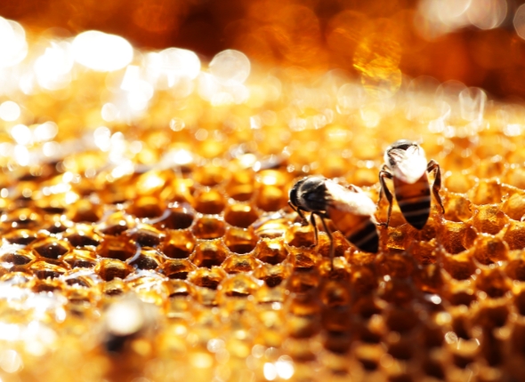 Beekeeping Projects