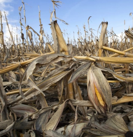 Climate change mitigation